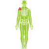 MCL injury example